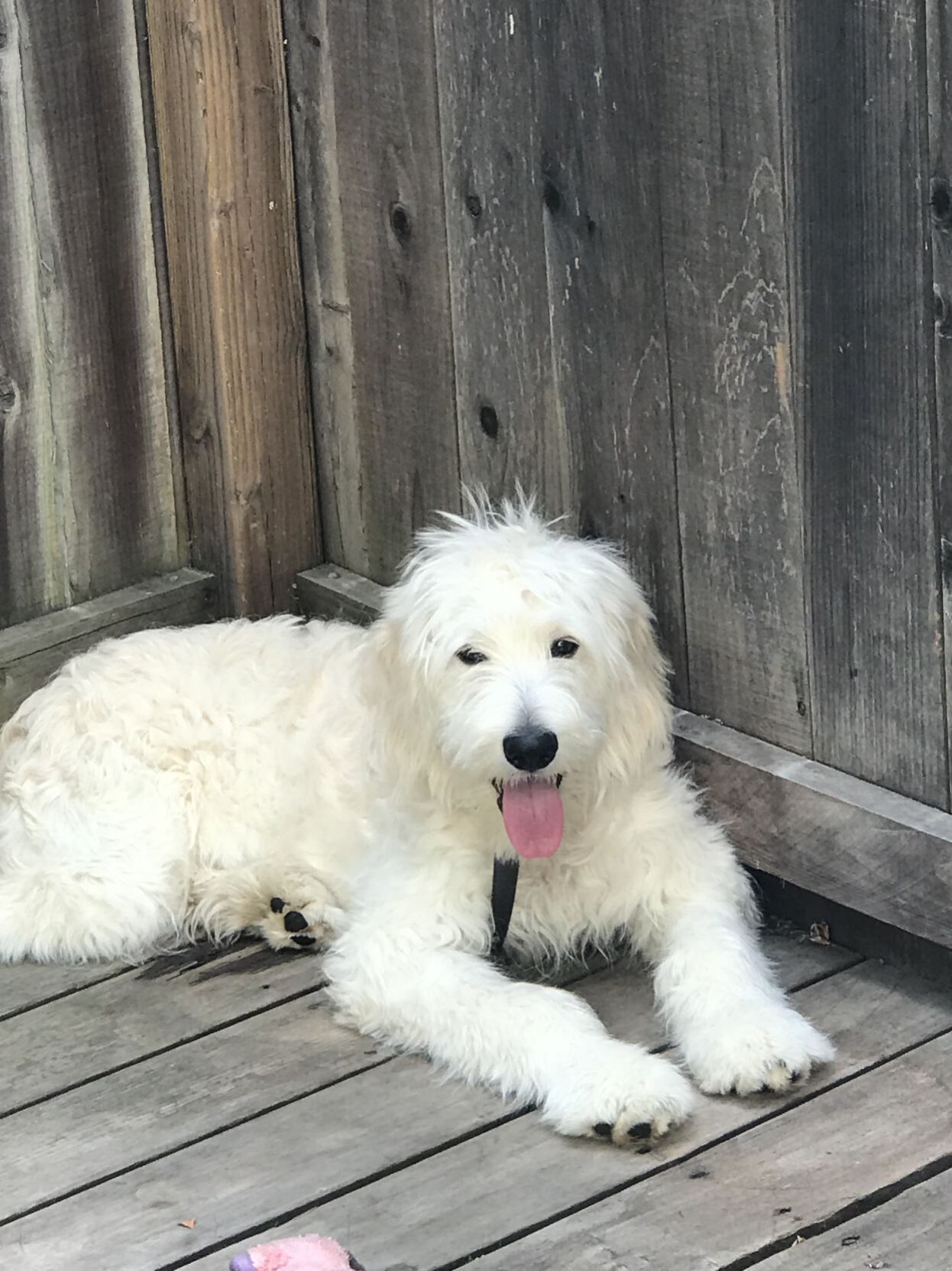 Pic of the Litter: Charles